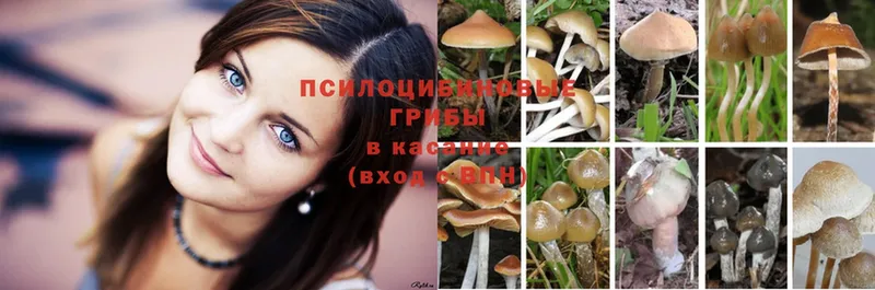 mega ONION  магазин  наркотиков  Зима  Псилоцибиновые грибы Psilocybine cubensis 